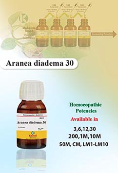 Aranea diadema