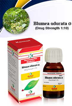 BLUMEA ODORATA Ã˜