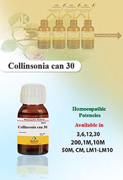 Collinsonia Canadensis