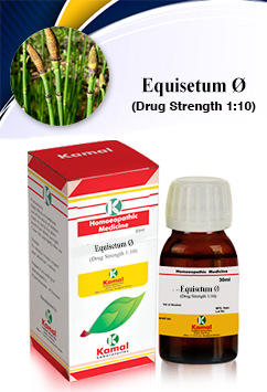 EQUISETUM  Ø