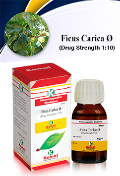 Ficus Carica  Ã˜