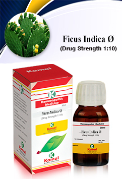 FICUS INDICA   Ã˜