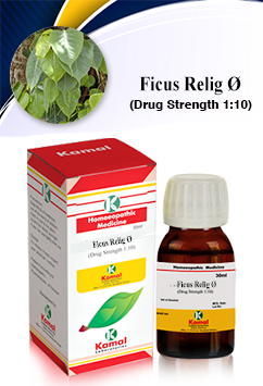 FICUS RELIG  Ø