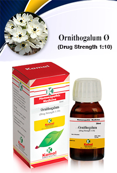 ORNITHOGALIUM  Ã˜